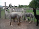 Sheridan is the grey standing alone, his sire is Elvis with the black spot on the neck, the brothers