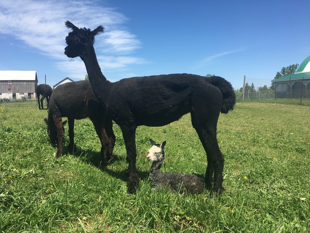 Tynata with her hour old  cria - Tyrone