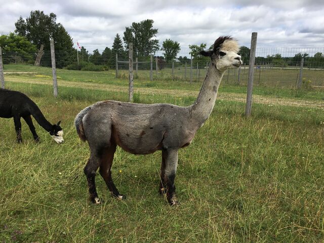 Just days before her first cria is due