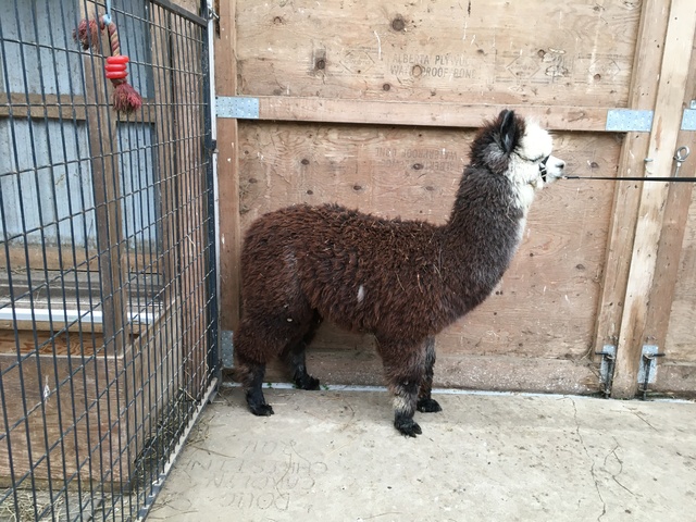 Still has cria tips, waiting to be sheared