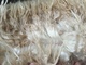 Cedrus's fleece at 2 months