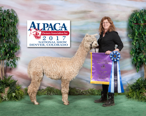 2017 Invited Color Champion AOA National Halter Show