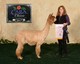 2017 CABA Fleece Reserve Champion and 1st in Halter