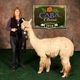1st Place 2016 CABA as shorn yearling