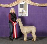 Second place at 2022 Futurity Show-youngest in the class