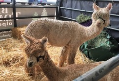 Our alpacas at OFFF
