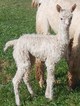 2nd Cria, Tessa at 1 day old