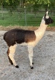2021 cria  Independence (born on the Fourth of July 