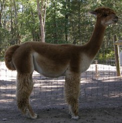 VAF Annabelle - Right Side VAF Annabelle - Right Side