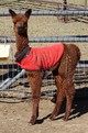 2012 Cria out of Miss Mayflower