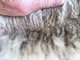 Cria Fleece at 11 Days Old