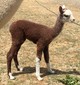 At 4 Days Old, Before Cria Shearing