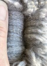 Fleece at 3 Months