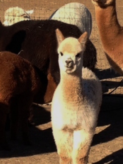 Miss Mayflower's Fall Cria