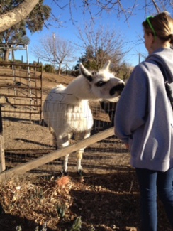 Einstein (Guard Llama) Sniffing Kaitlyn