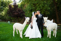 Photo of Alpaca Wedding/Event Rentals.