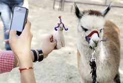 Photographing an Alpaca with a Miniature Felted Alpaca
