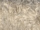 2019 Female cria fleece - Wrinkled!