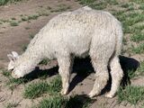 Ceto before 1st shearing.