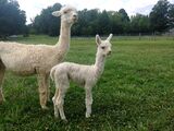 Newest cria  15 day old male