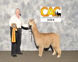 Best Breed & Owned CAC 2024