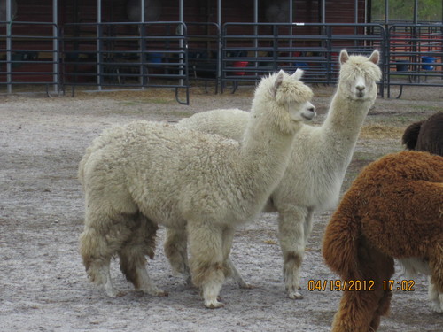 Aurora is a fleece maker!