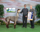 Reserve Color Champion at Illinois Alpaca Show 2013