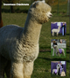 Sire: Snowmass Checkmate