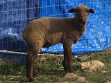 2018 twin #1 ram lamb