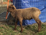 2018 twin #2 ram lamb