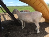 Katie, recently sheared