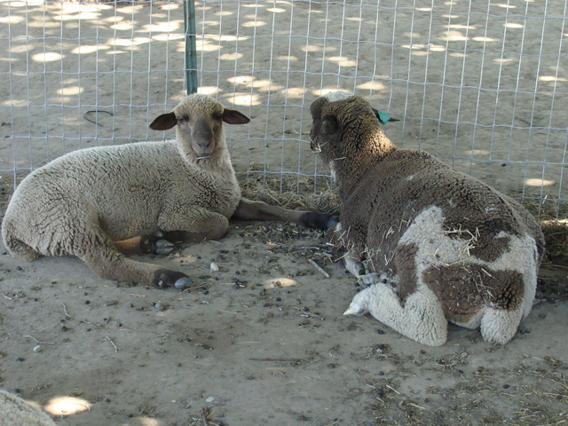 Moorit ewe lamb and Holstein
