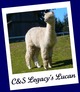 Son: C&S Legacy's Lucan