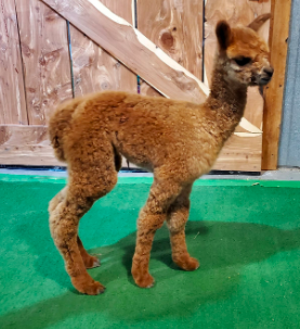 alpaca様 YaYa's Alpaca Farm - Alpaca Farm Tour Information
