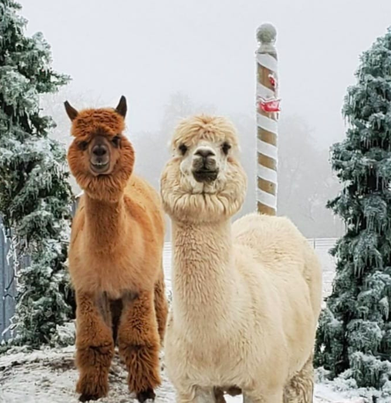 YaYa's Alpaca Farm - Alpaca Farm Tour Information