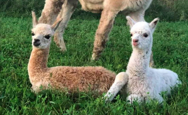 YaYa's Alpaca Farm - Alpaca Farm Tour Information