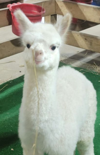I'm a new Cria Jonah, who are you?