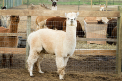 Express Accoyo Expressions.. the main man at Ya's Alpaca Farm