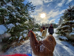 January 2021 Covid training llama trek!