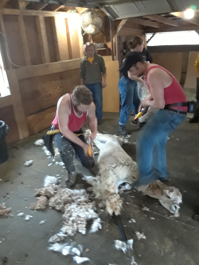 Shearing Day 2019