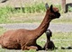 with first cria