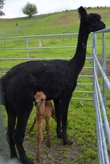 with first cria