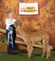 Maryland Alpaca Show 2012