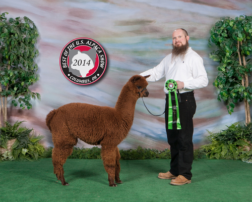 Best of the US Alpaca Show 2014