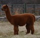 10 Months Pregnant (2-11-13) Excellent Coverage! Bred For A Champion Cria!!
