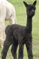 her offspring