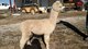 Sawyer - 1st offspring (male)