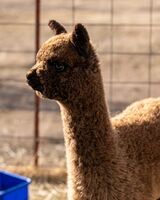 Olpe her first cria