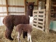 Steel - cria w/mom