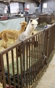 First show curiosity